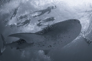 Snorkelers are chasing the whale shark at the waters of A... by Dmitry Starostenkov 